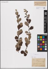Foto von Salix aurita L.